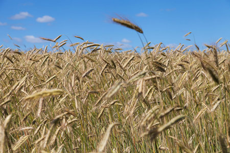 Blue sky over grain field in nice summer day.