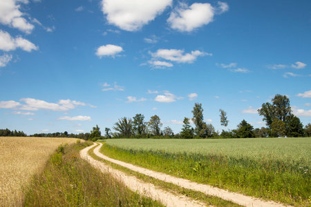 Rural road in nice summer day.