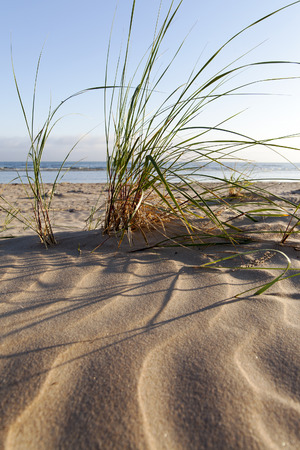 Green grass in dry baltic beach sand.の写真素材