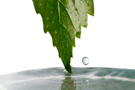 Leaf and water.の写真素材