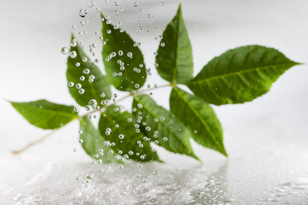 Water drops and green leaf.の写真素材