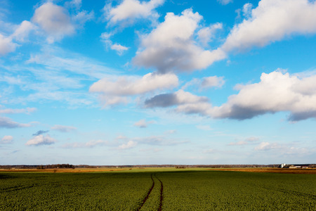 Tractor track in new canola field.の写真素材