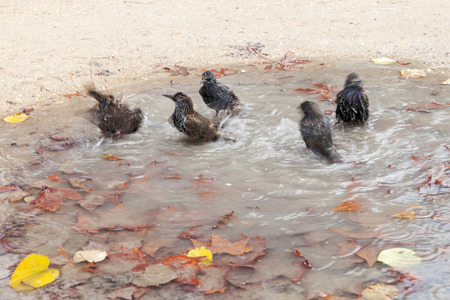Hygiene of birds in little water.の写真素材