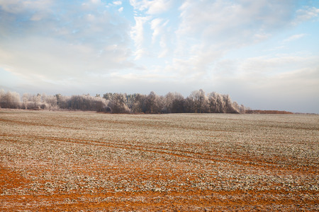 Little snow on new wheat in early winter.の写真素材