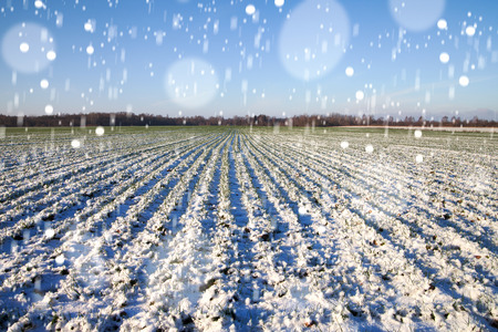 First snow on green field in early winter.の写真素材