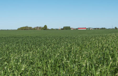 Green wheat field in sunny day.の写真素材