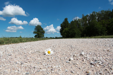White daisy on dusty gravel road in summer day.の写真素材