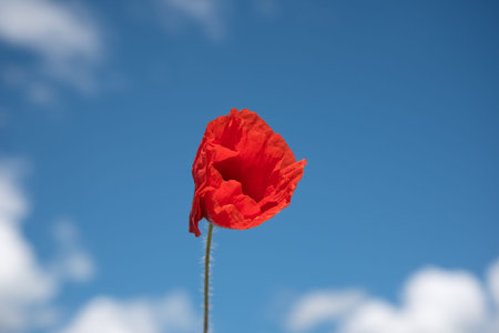 Red poppy against summer sky.の写真素材