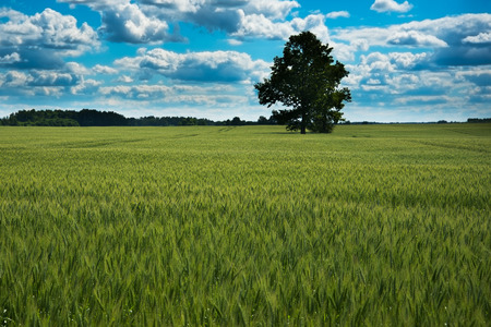 Summer morning in wheat field.の写真素材