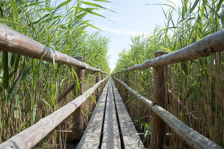 Straight footbridge in reed field.の写真素材