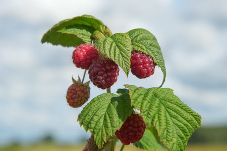 Twig of raspberries in garden.
