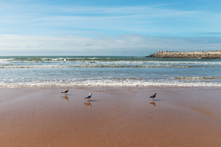 Sea birds at Portugal coast.の写真素材