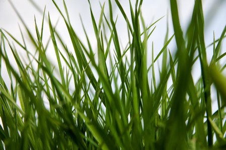 Fresh green grass against sky.
