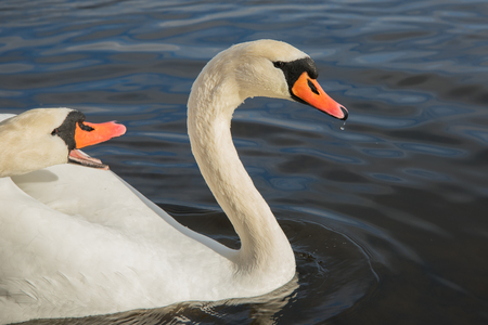 Young swans in still lake.の写真素材