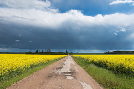 Country road in canola field.