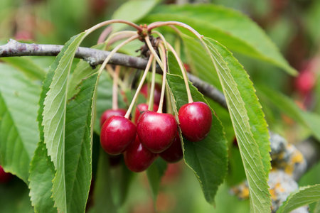 Ripe red cherries hanging on branches in garden.