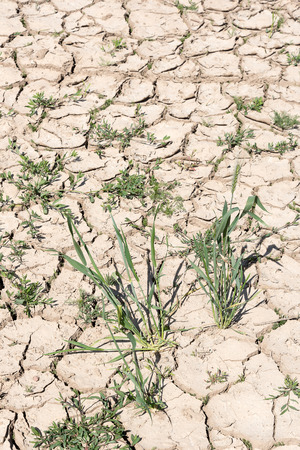 Dry and cracked soil in hot summer day.の写真素材