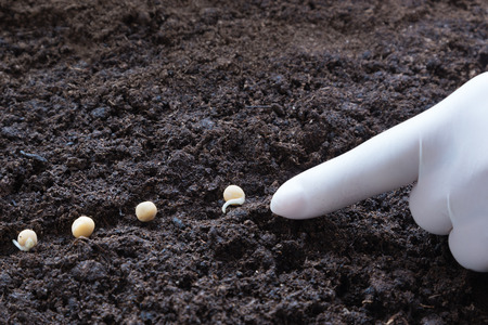 Planting of pea seeds.の写真素材