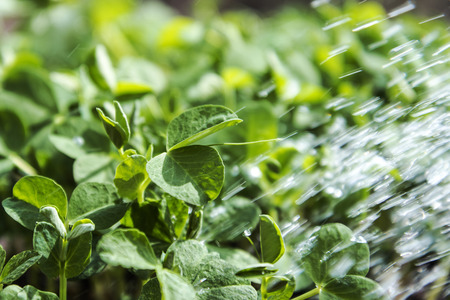 Sunlight on pea plants in springtime.の写真素材