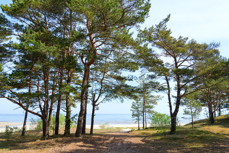 Pines at gulf of Riga, Baltic sea.の写真素材