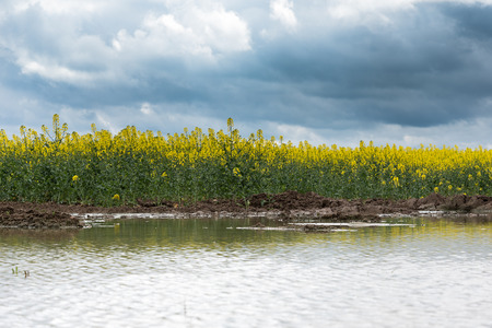 Puddle on canola field in rainy day.の写真素材