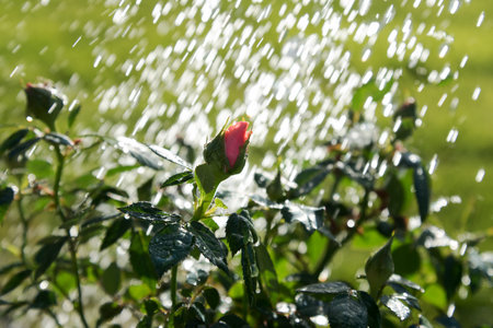 Rose buds under falling water drops.の写真素材