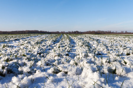 Wheat field in winter time.の写真素材