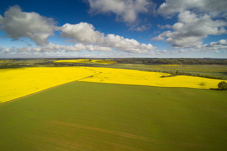 Yelow canola fields in spring.の写真素材