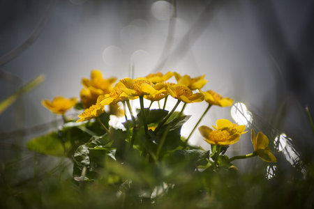 Yellow marsh marigold in spring.