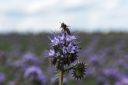 Phacelia blossoms and bee.の写真素材
