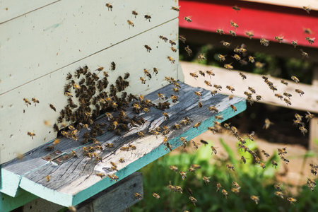 Bees at his hive.