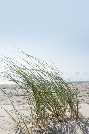 Grass in sand at Baltic sea.の写真素材