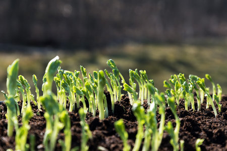 Germination in spring time.