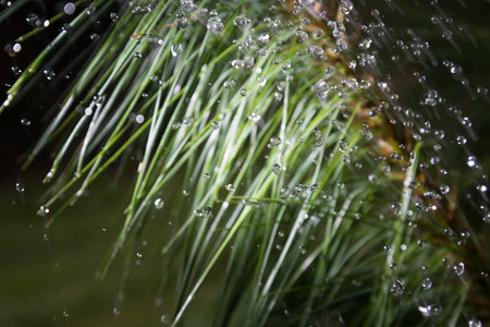 Rainy day in forest.