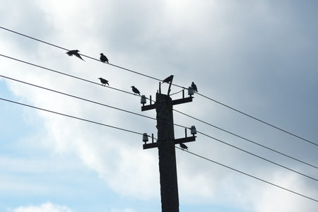 Birds on wires.