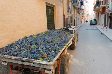 Tractor trailer with grapes on city street, Barletta, Italy.の写真素材