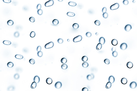 Falling transparent water drops.の写真素材