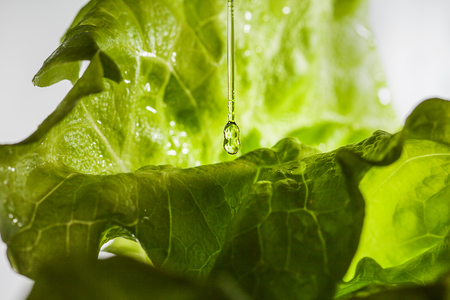 Lettuce salad and driiping water drops.の写真素材