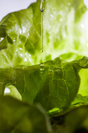 Lettuce salad and driiping water drops.の写真素材
