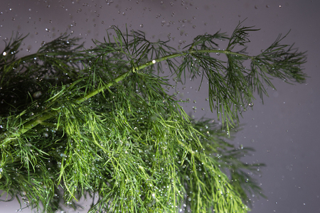 Green dill and flying water drops.の写真素材