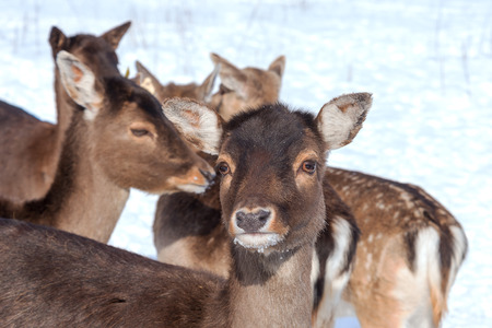 Young deers in winter time.の写真素材