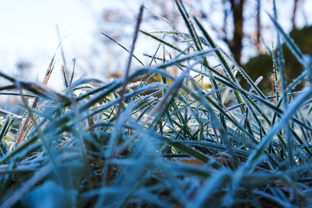 Ice on grass in cold morning.の写真素材