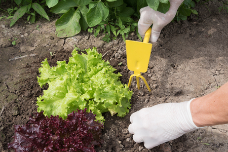 Lettuce salad cultivation in hobby garden.の写真素材