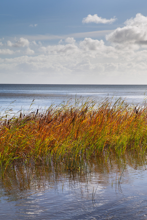 Grass in sea water, gulf of Riga, Baltic sea.の写真素材