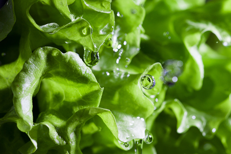 Lettuce salad and water drops.の写真素材