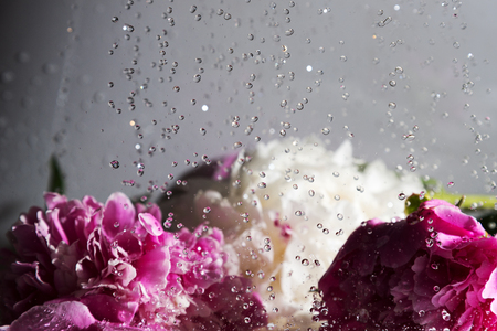 Peonies and water drops.の写真素材