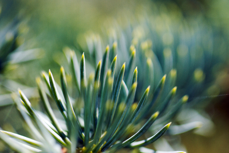 Young spruce needles.の写真素材
