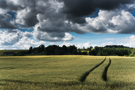 Grain field in summer afternoon.の写真素材