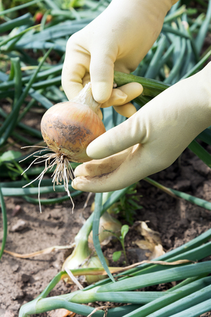 Harvesting of onions in hobby garden.の写真素材