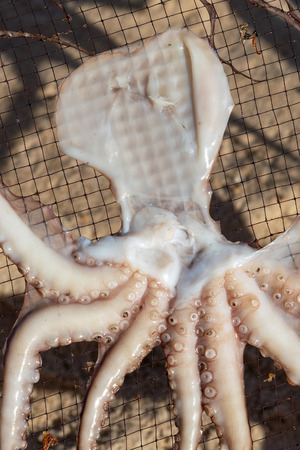 Drying octopus at the ocean in Portugal.の写真素材